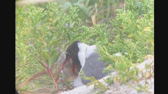 Mouette atricille - ML239116091