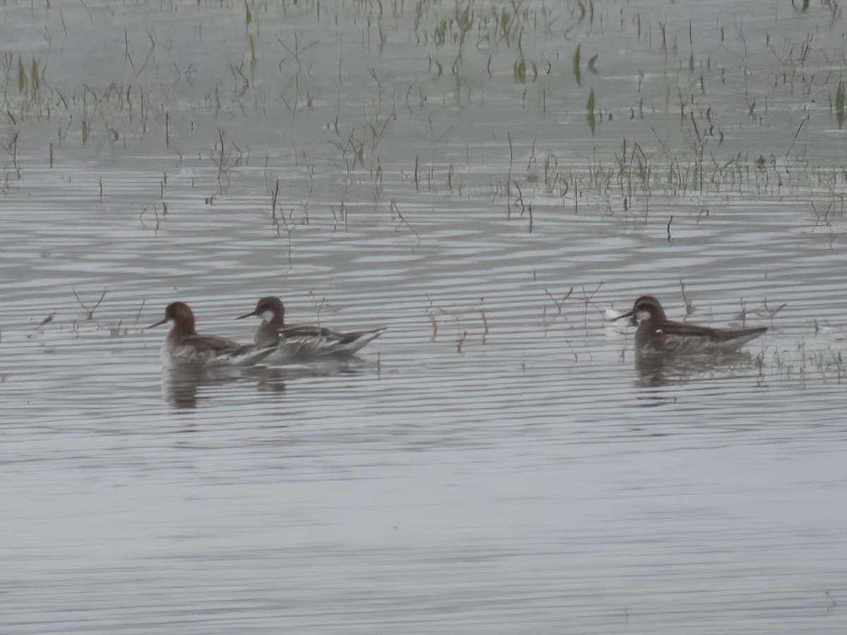 Red-necked Phalarope - ML239116321