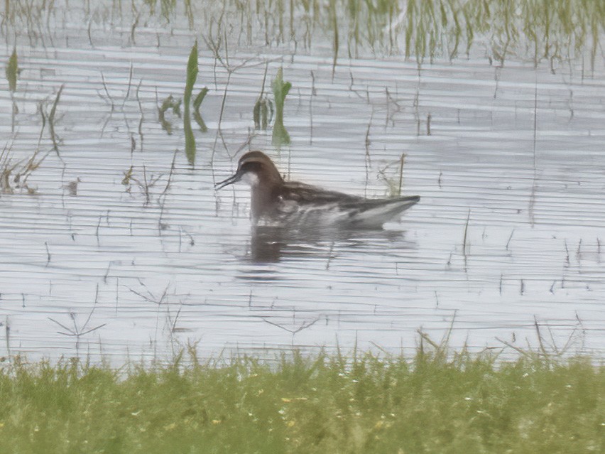 Red-necked Phalarope - ML239116341