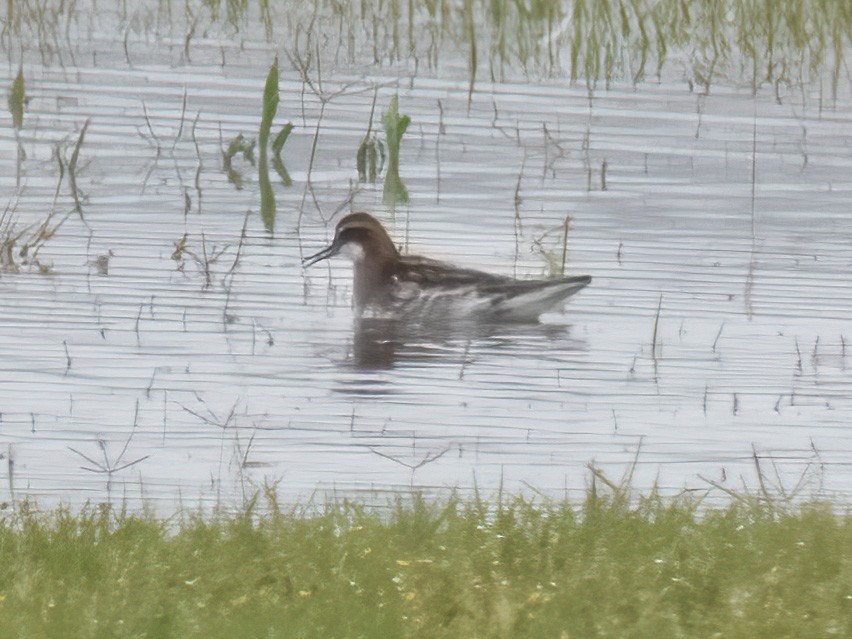 Red-necked Phalarope - ML239116341