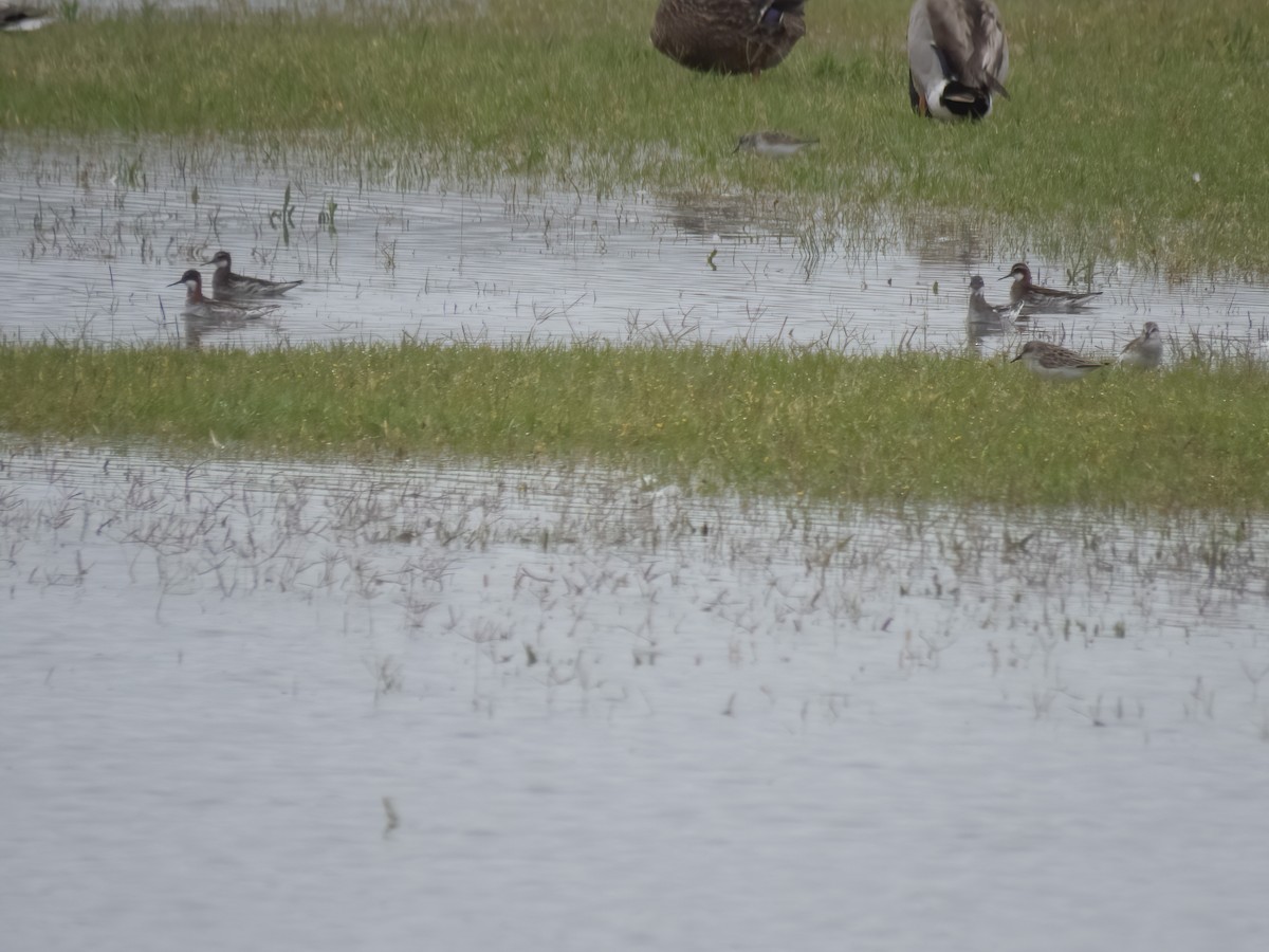 Red-necked Phalarope - ML239116391