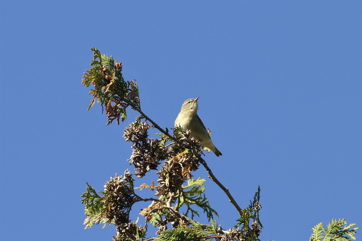 Tennessee Warbler - ML239117341