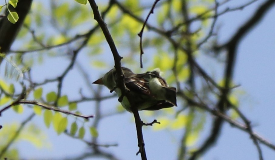 Rose-breasted Grosbeak - ML239118321