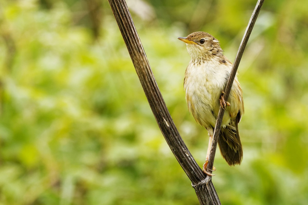 Common Grasshopper Warbler - ML239118331