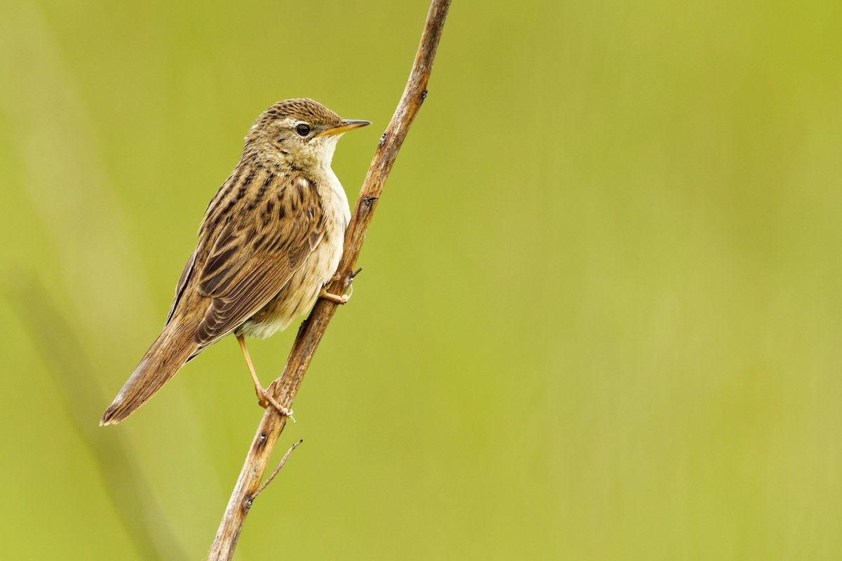 Common Grasshopper Warbler - ML239118341