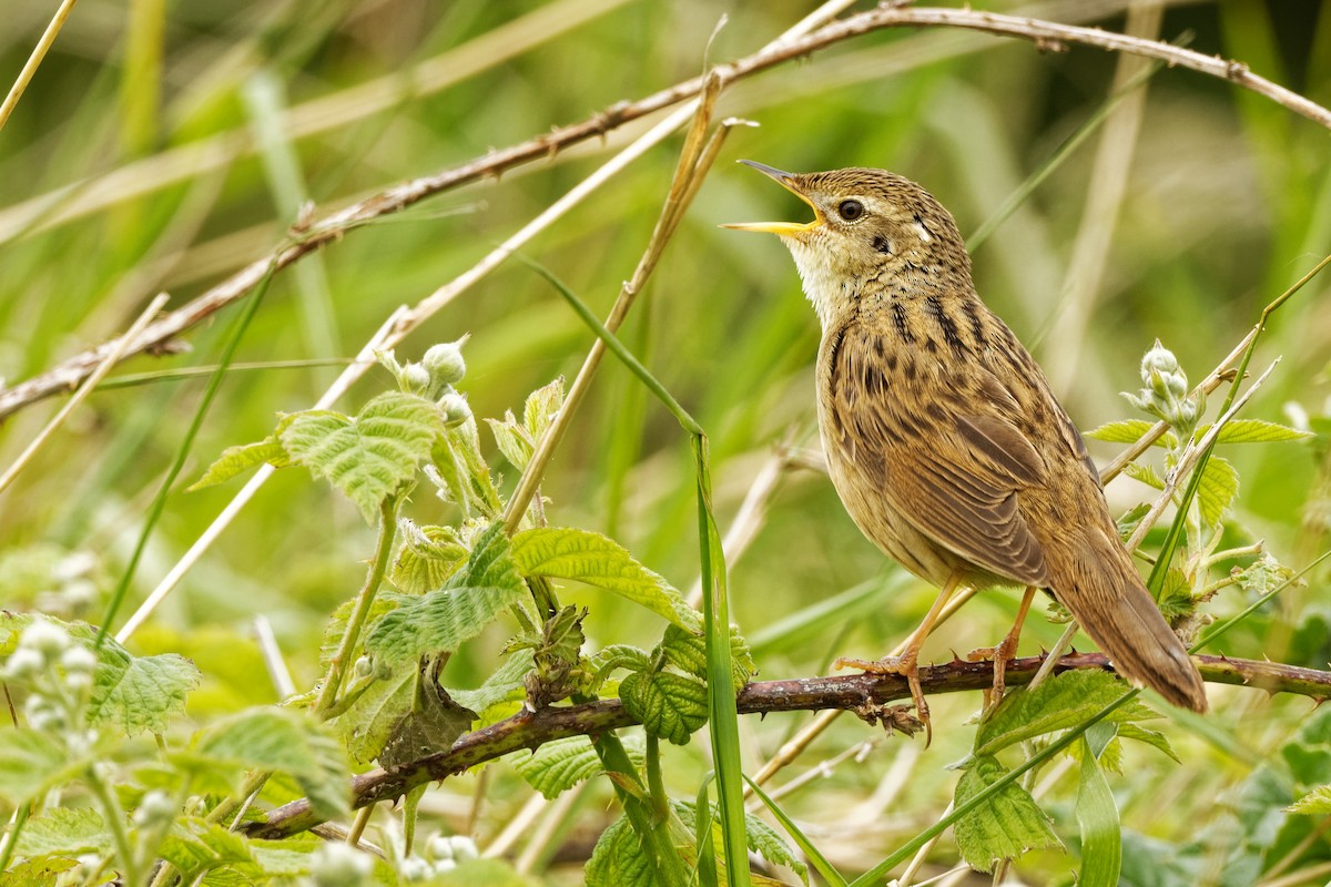 Common Grasshopper Warbler - ML239118351