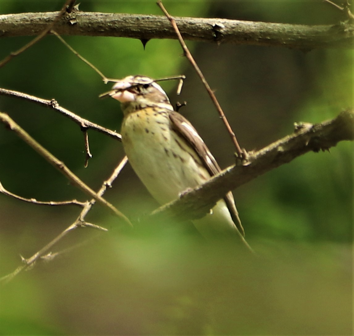 Rose-breasted Grosbeak - ML239118441