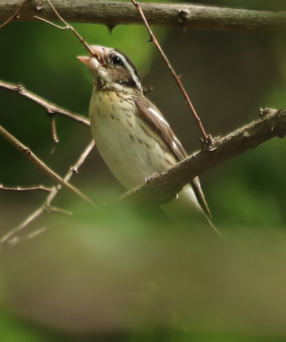 Rose-breasted Grosbeak - ML239118511