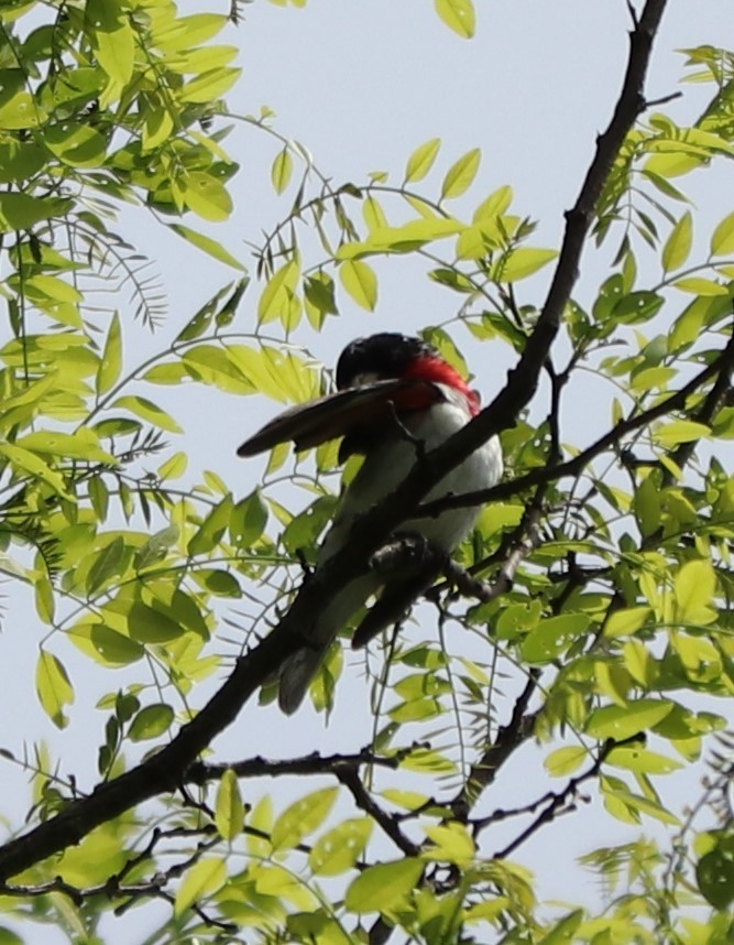 Rose-breasted Grosbeak - ML239118651