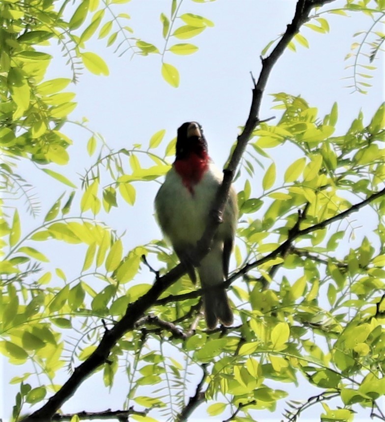 Rose-breasted Grosbeak - ML239118731