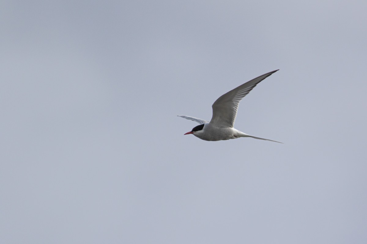 Arctic Tern - ML239120741