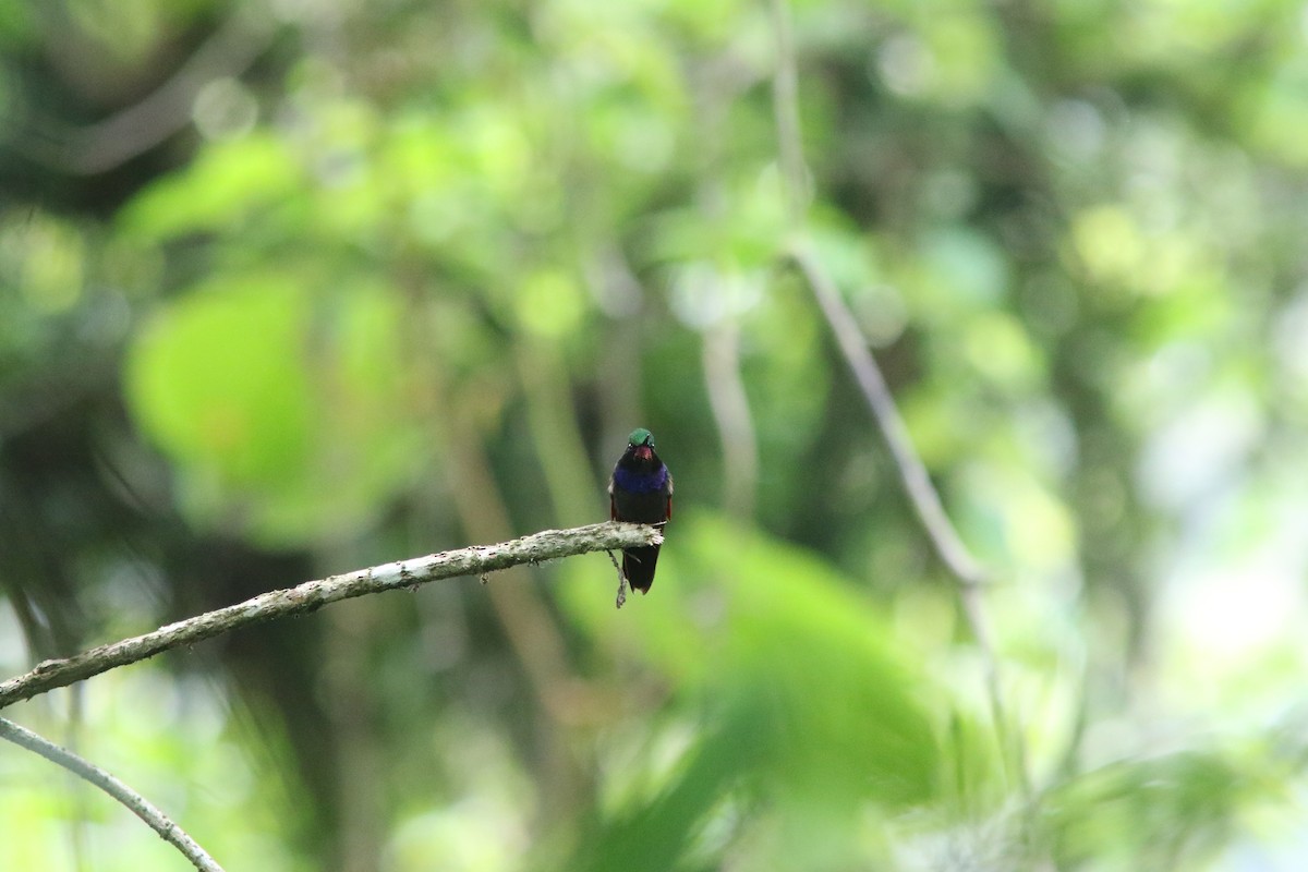 Garnet-throated Hummingbird - ML239121011