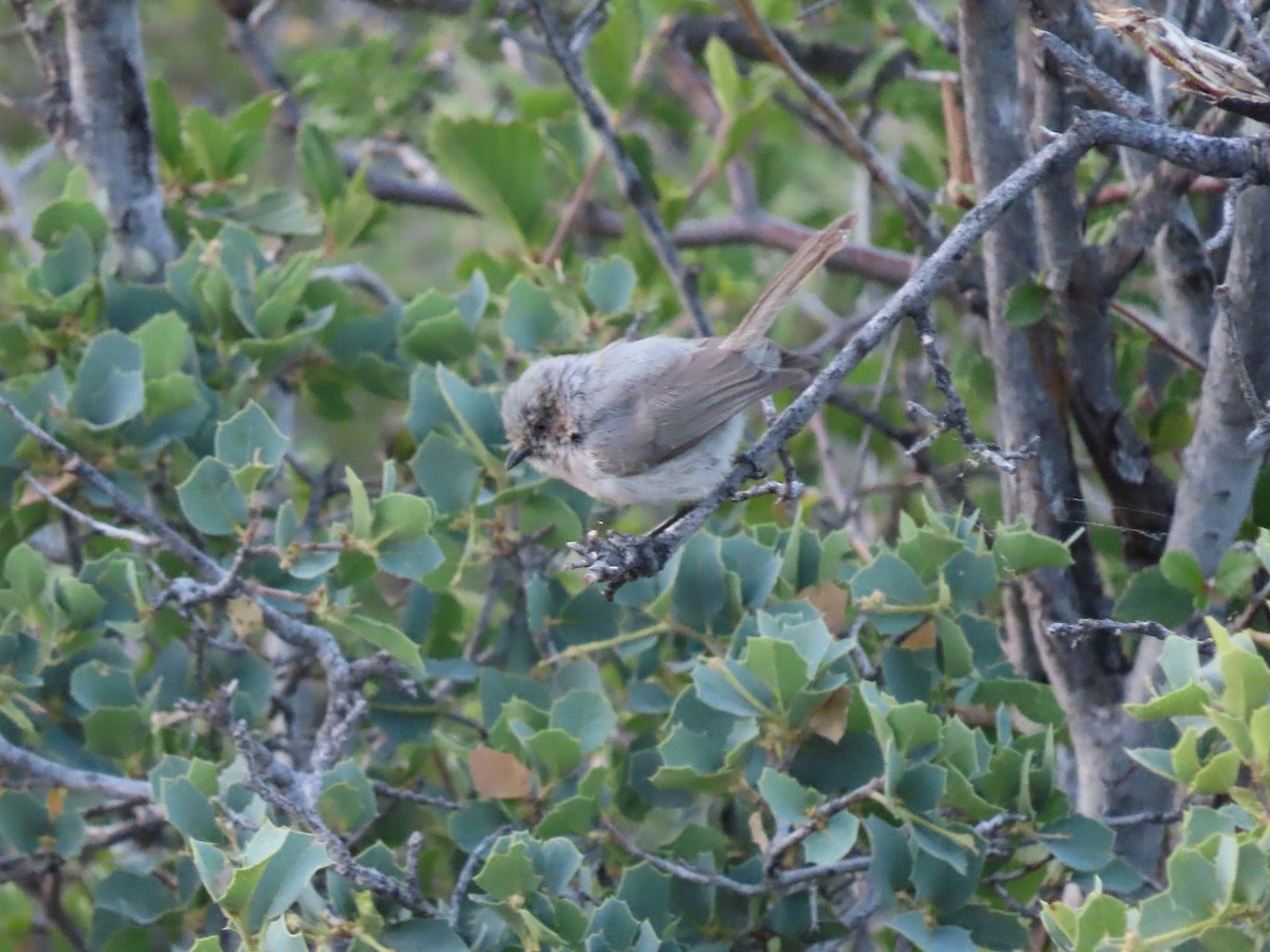 Bushtit - Anne (Webster) Leight