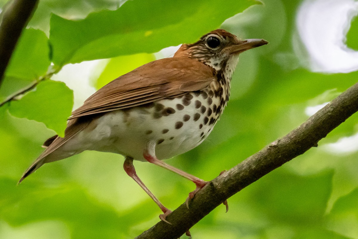 Wood Thrush - Niki Robertson