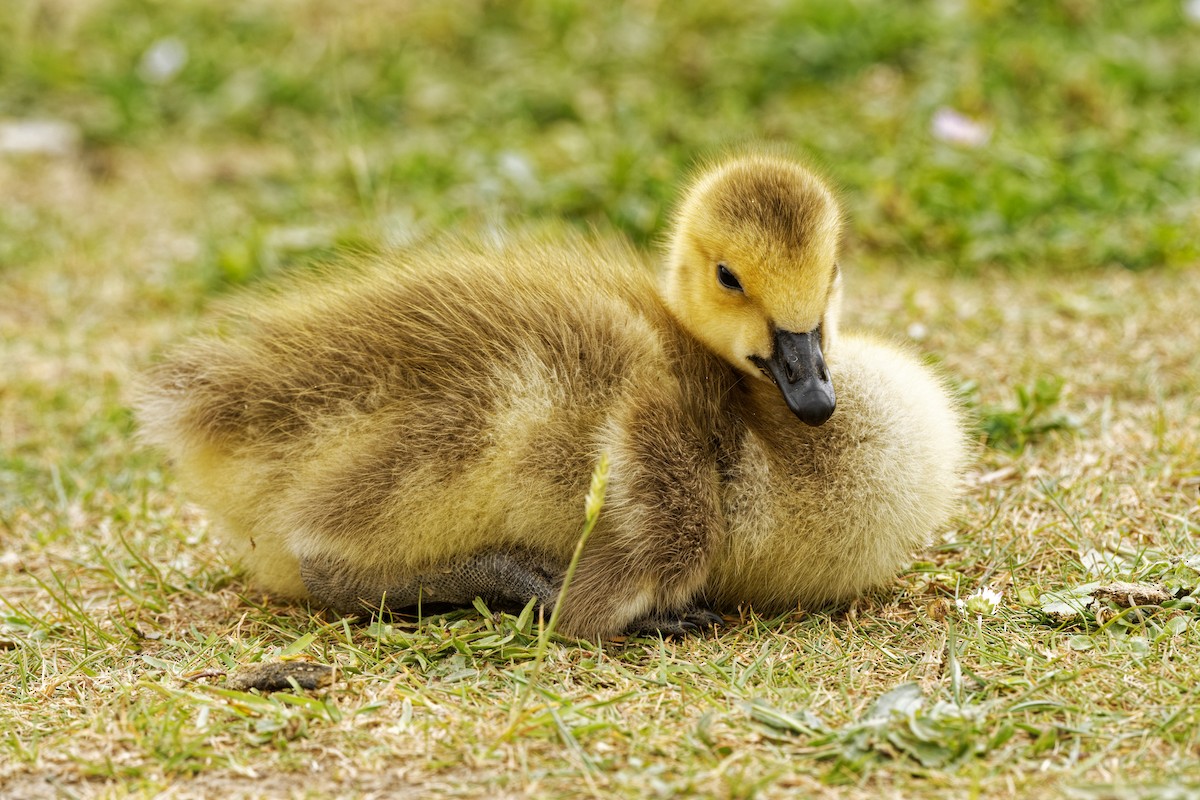 Canada Goose - ML239122721