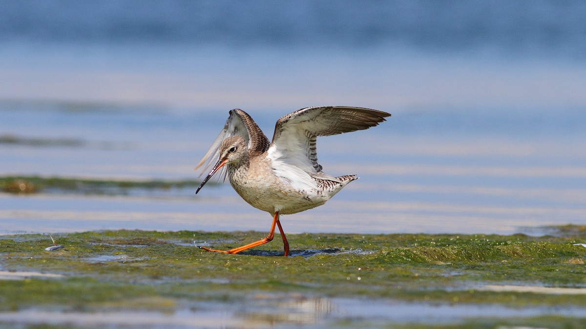 Spotted Redshank - Tuncer Tozsin