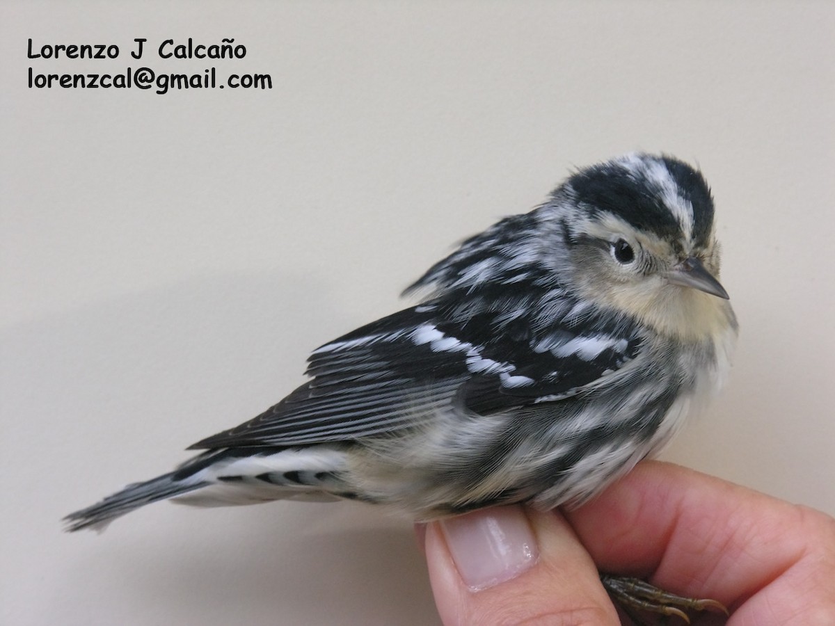 Black-and-white Warbler - ML239123411