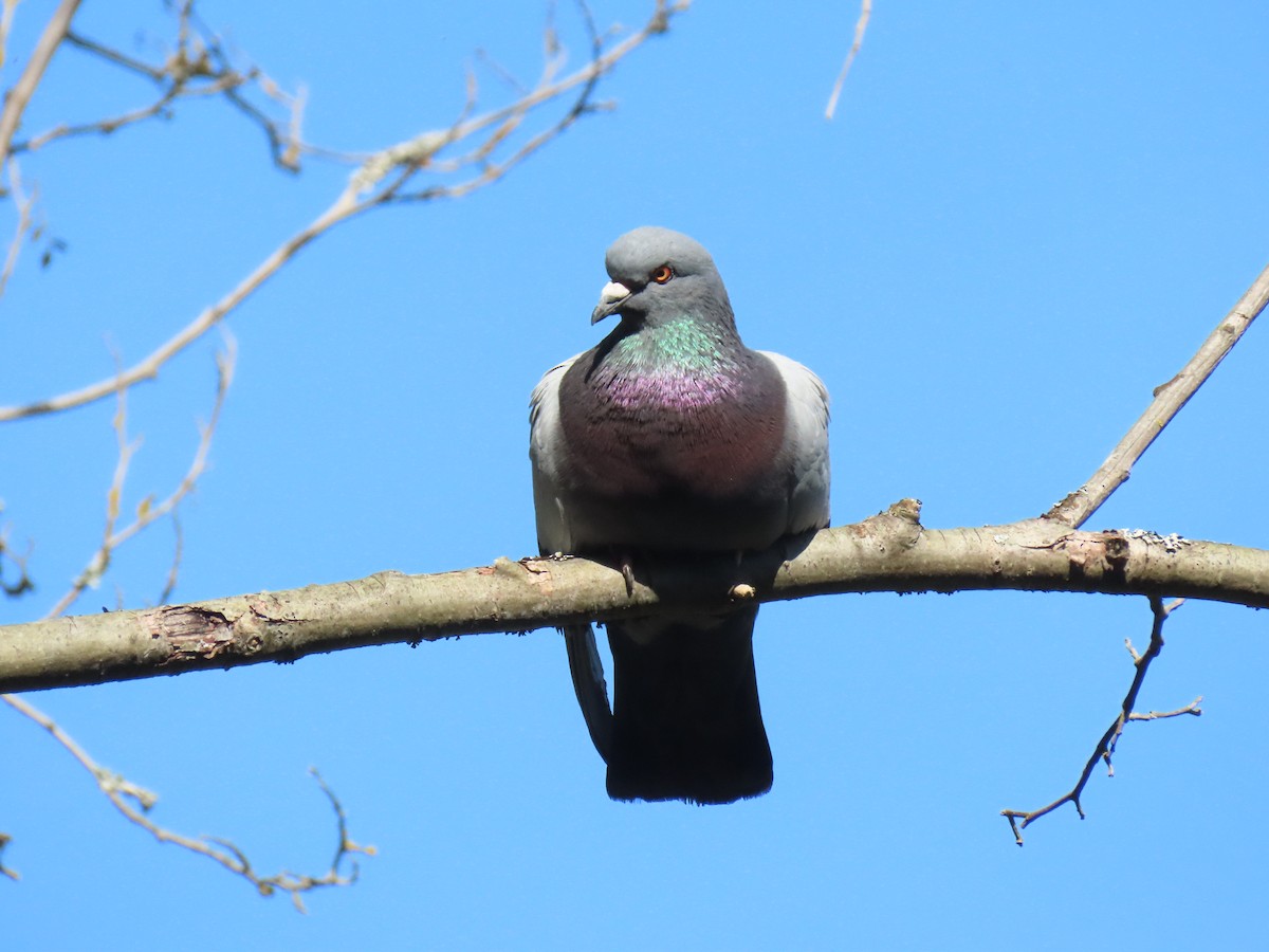 Rock Pigeon (Feral Pigeon) - ML239124051