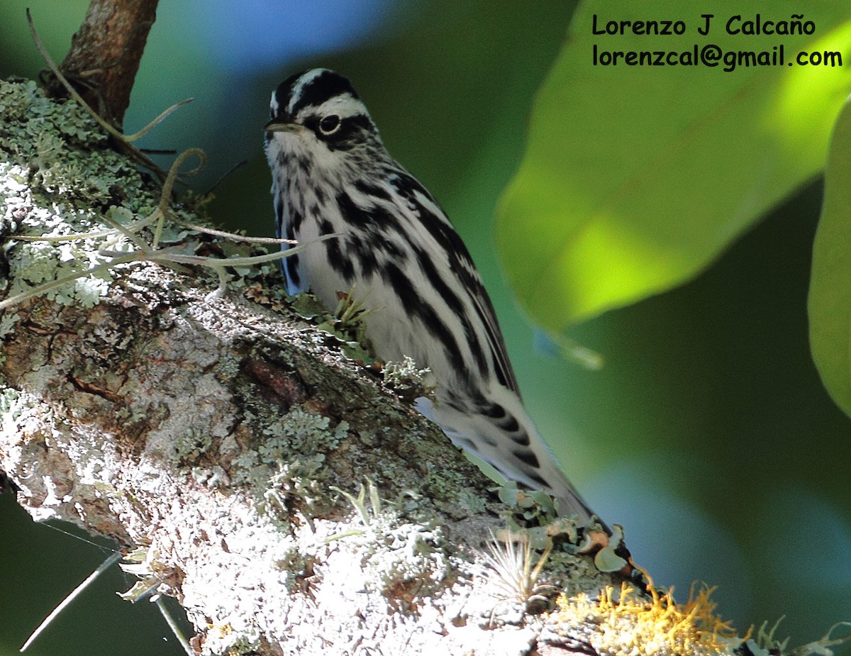 Black-and-white Warbler - ML239124161