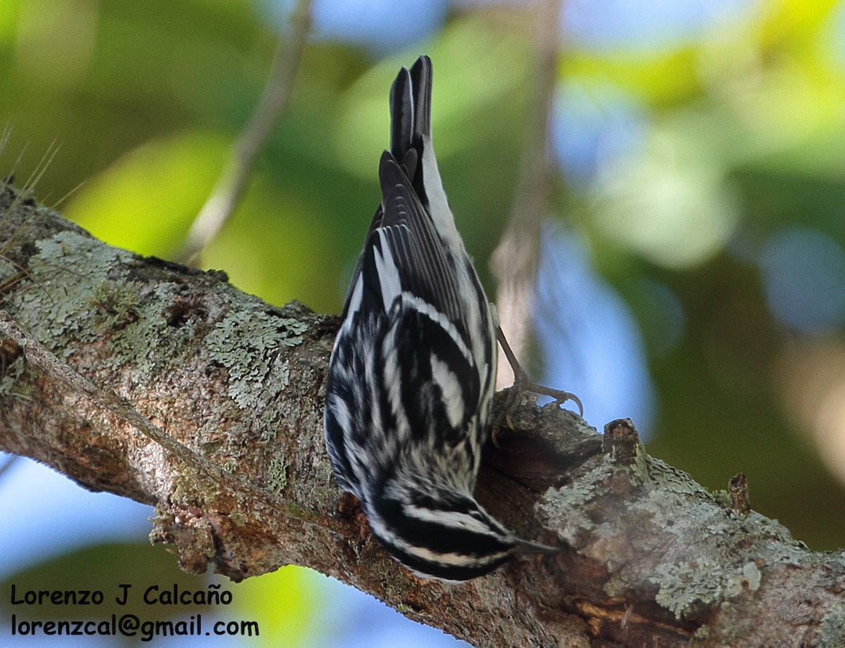 Black-and-white Warbler - ML239124201