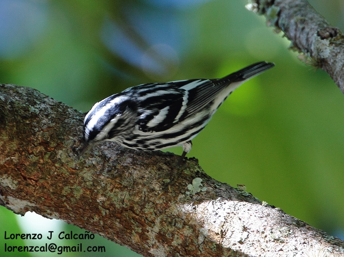 Black-and-white Warbler - ML239124301