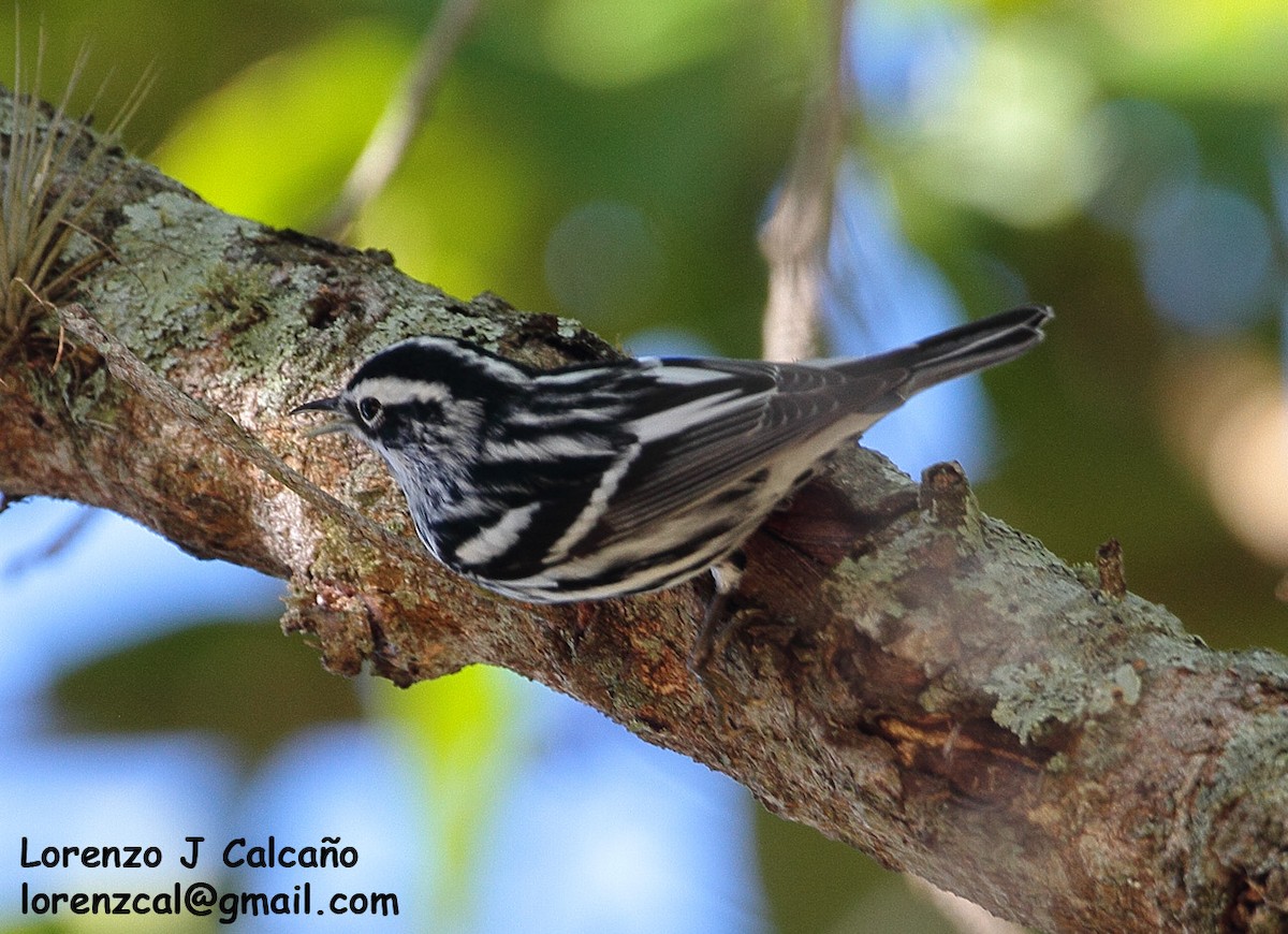 Black-and-white Warbler - ML239124311