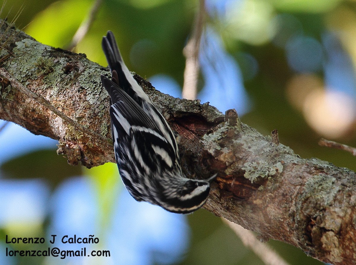 Black-and-white Warbler - ML239124341