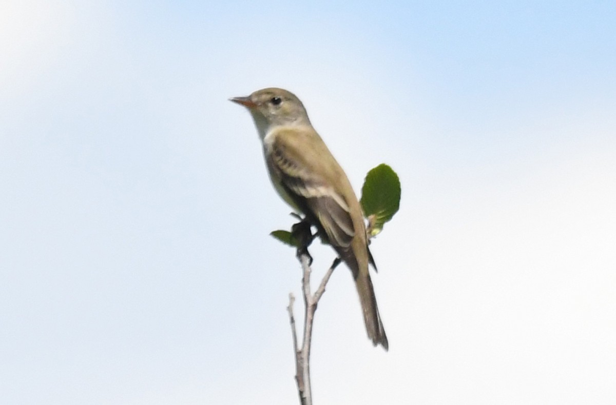 Willow Flycatcher - Michael Hatton