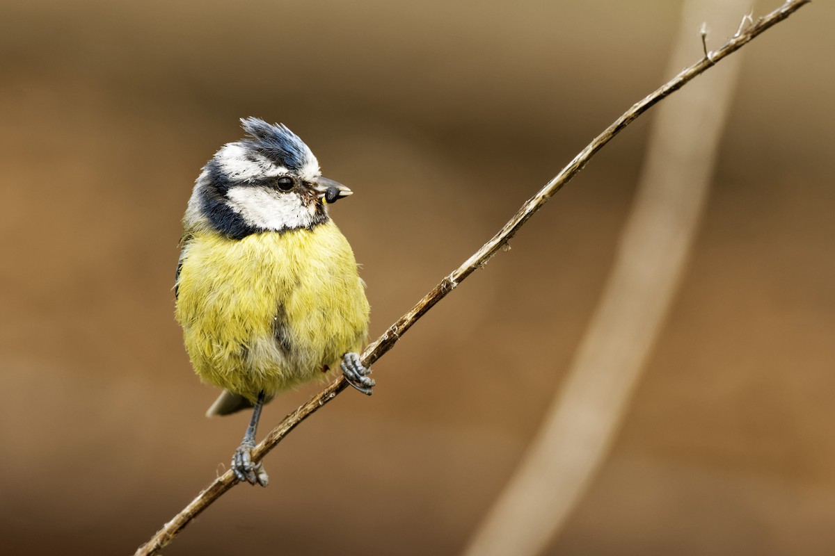 Eurasian Blue Tit - ML239125371