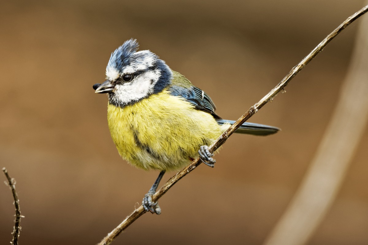 Eurasian Blue Tit - ML239125381