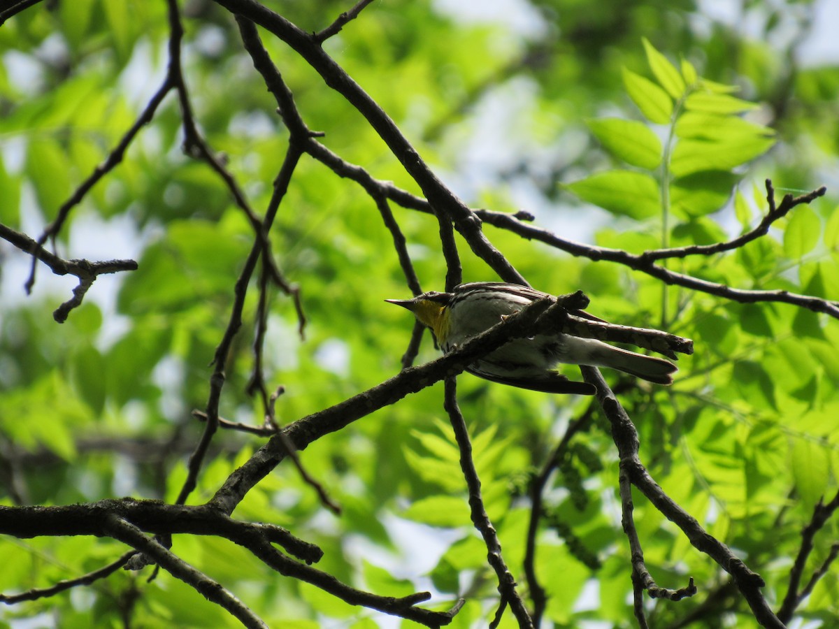 Yellow-throated Warbler - ML239125551