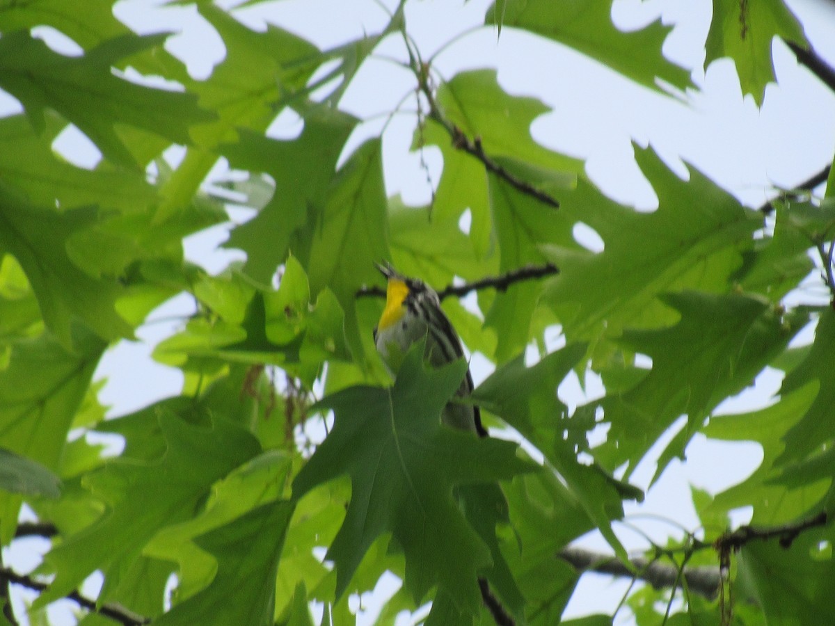 Yellow-throated Warbler - ML239125671