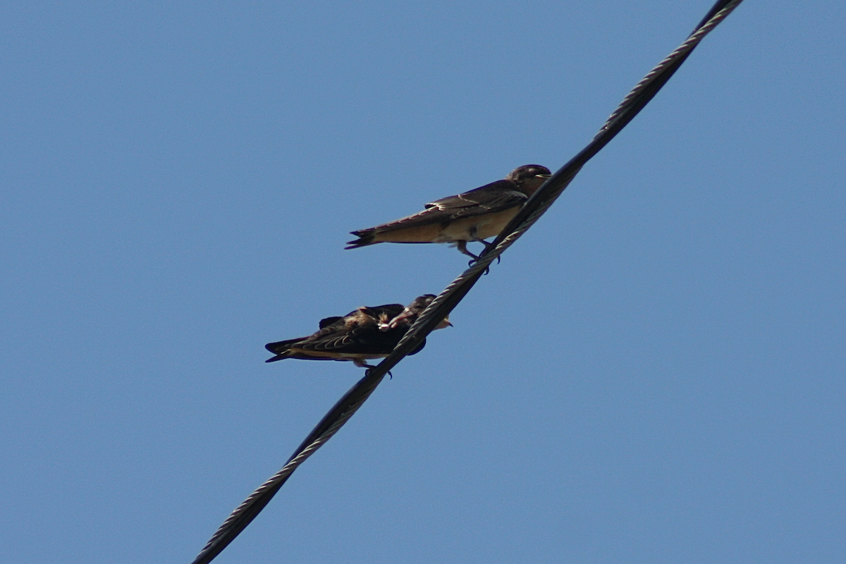 Barn Swallow - ML239125691