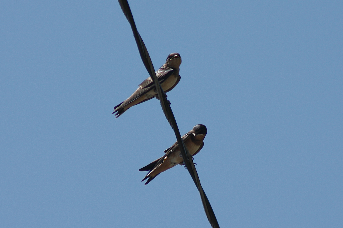 Barn Swallow - ML239125781