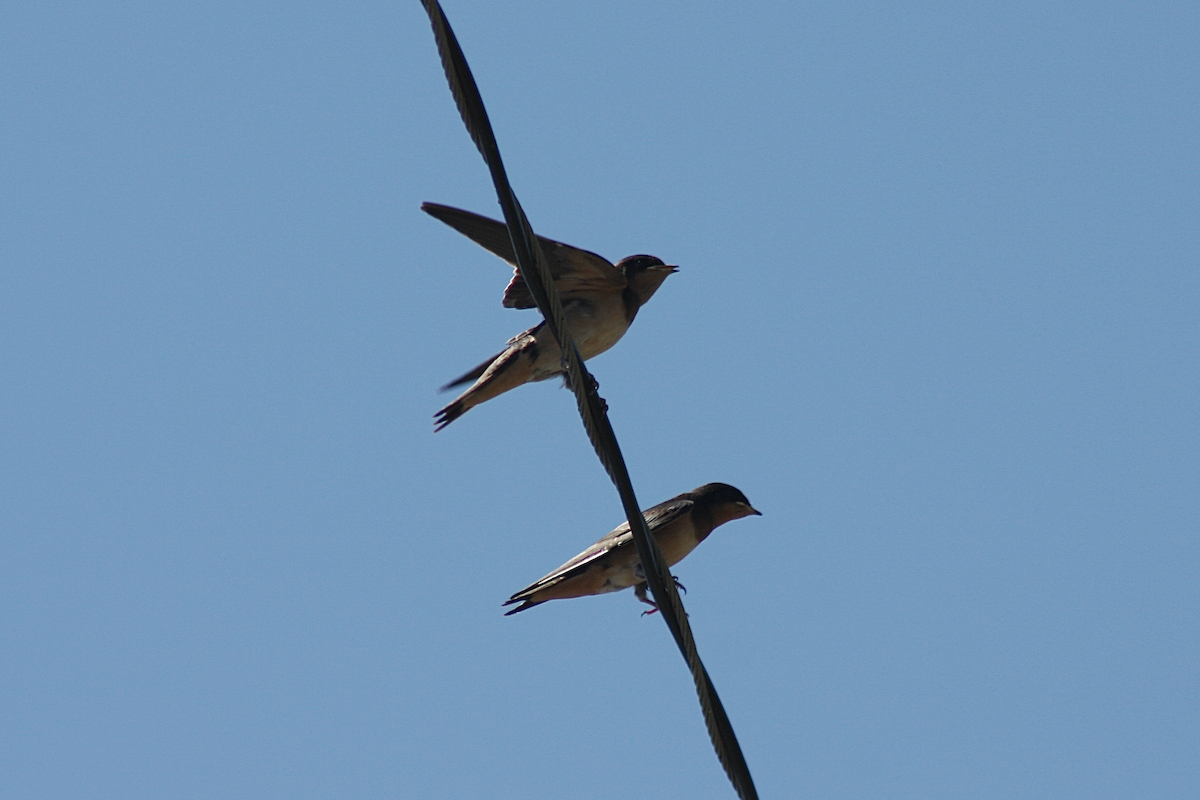 Barn Swallow - ML239125811