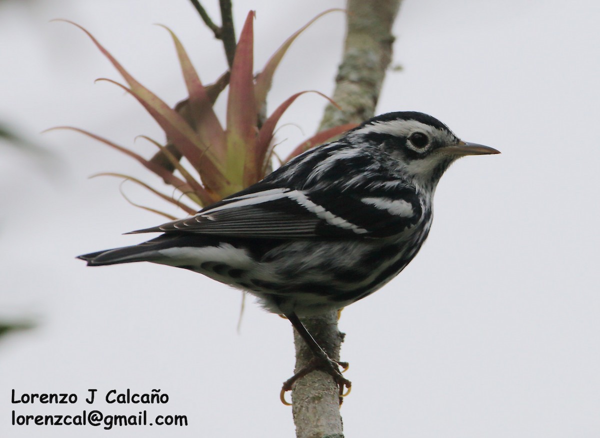 Black-and-white Warbler - Lorenzo Calcaño