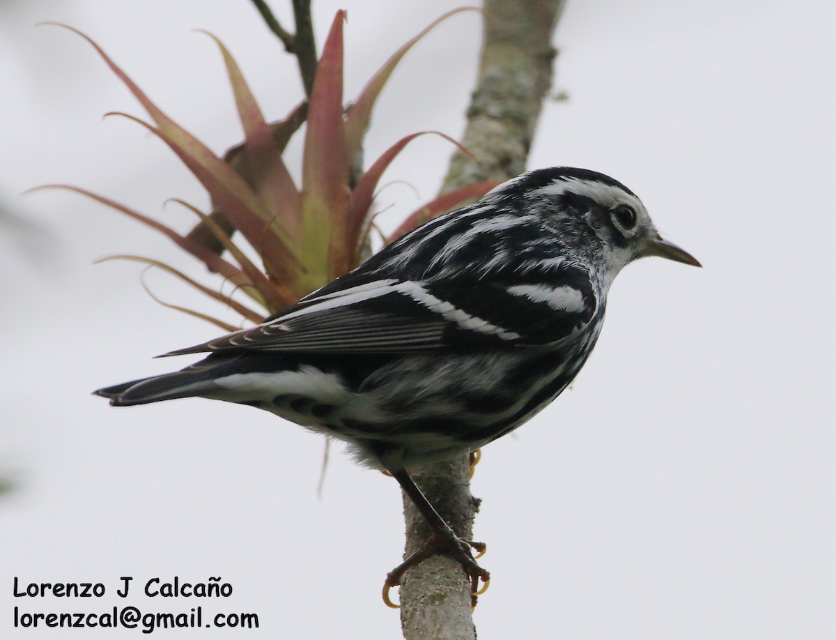 Black-and-white Warbler - Lorenzo Calcaño