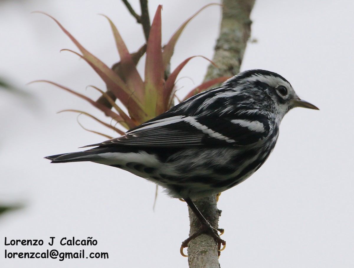 Black-and-white Warbler - Lorenzo Calcaño