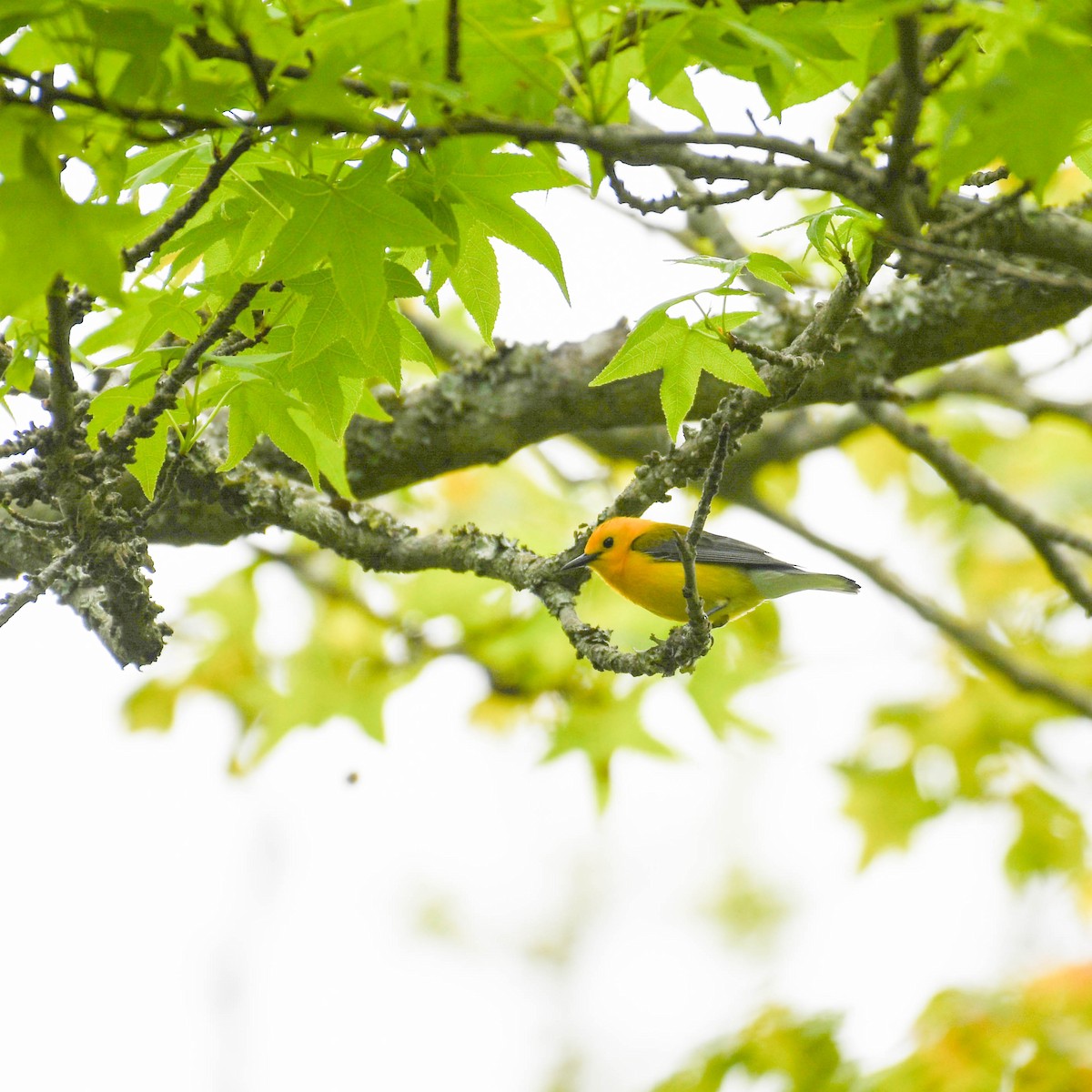 Prothonotary Warbler - ML239127331