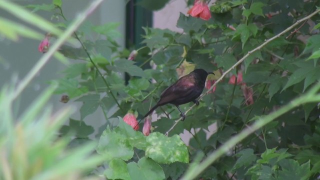 Нектарка бронзова - ML239128481