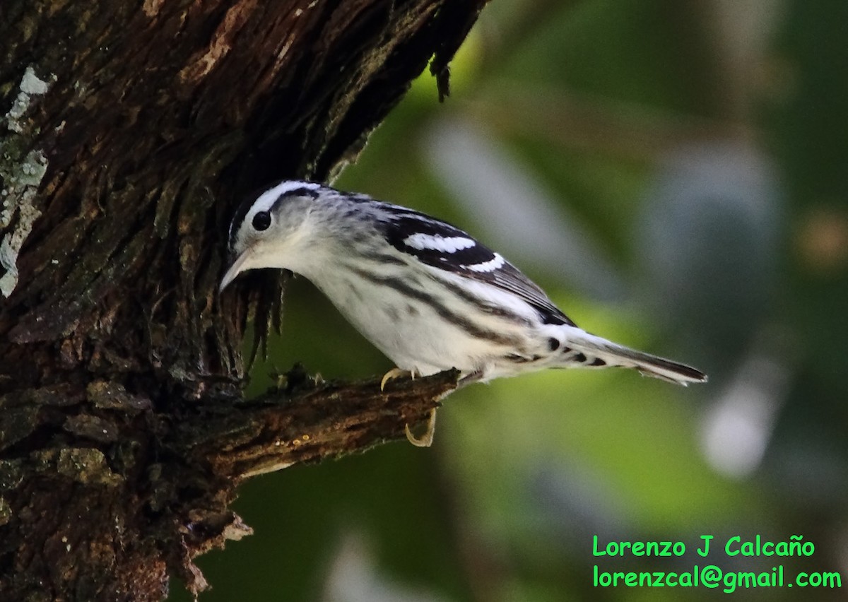 Black-and-white Warbler - ML239128591