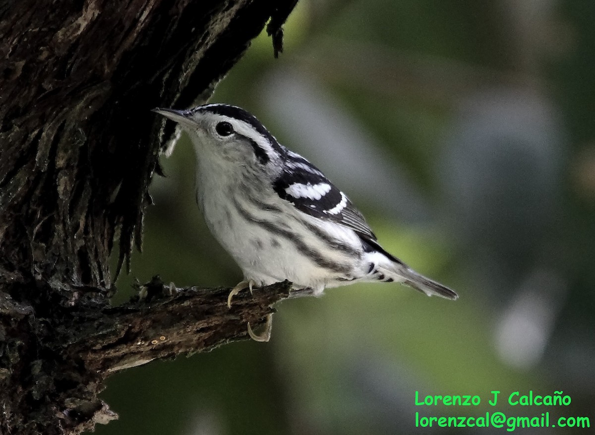 Black-and-white Warbler - ML239128661