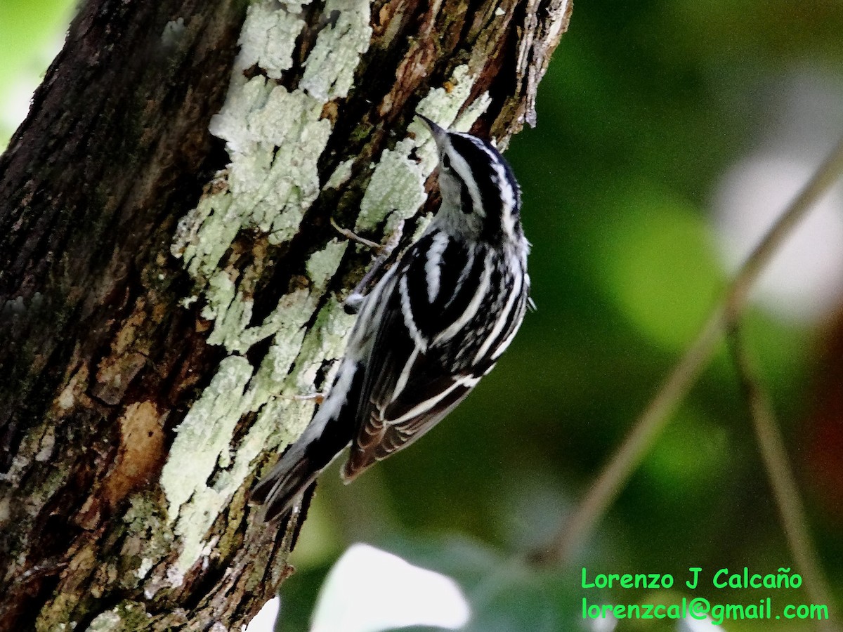 Black-and-white Warbler - ML239128751