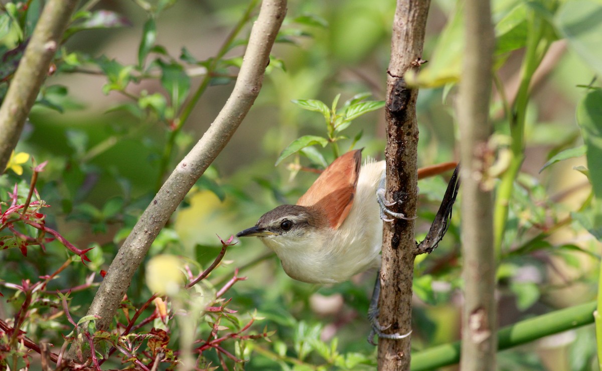 Yellow-chinned Spinetail - ML23912911