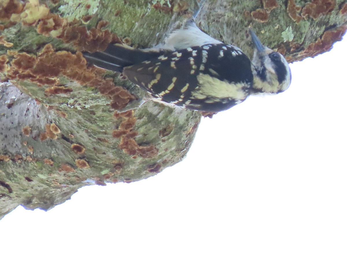 Hairy Woodpecker - ML239129371