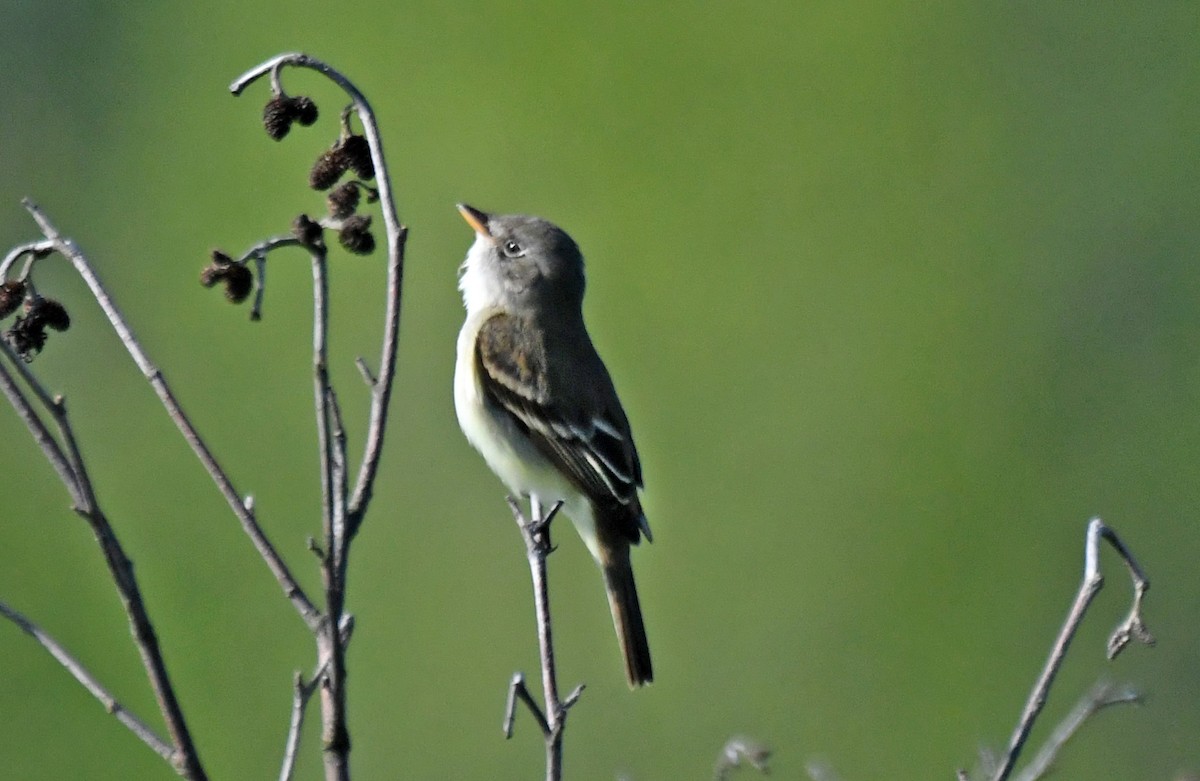 Alder Flycatcher - ML239130031