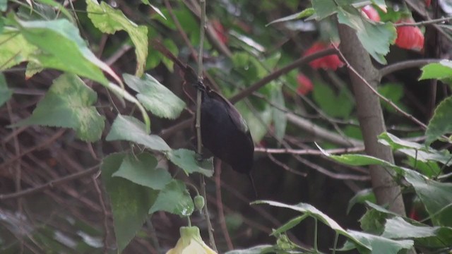 Нектарка бронзова - ML239130211