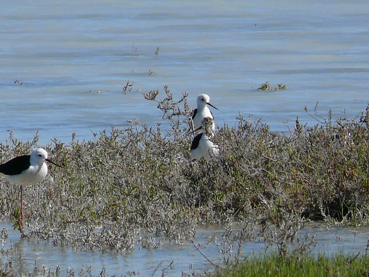 Black-winged Stilt - ML239130621