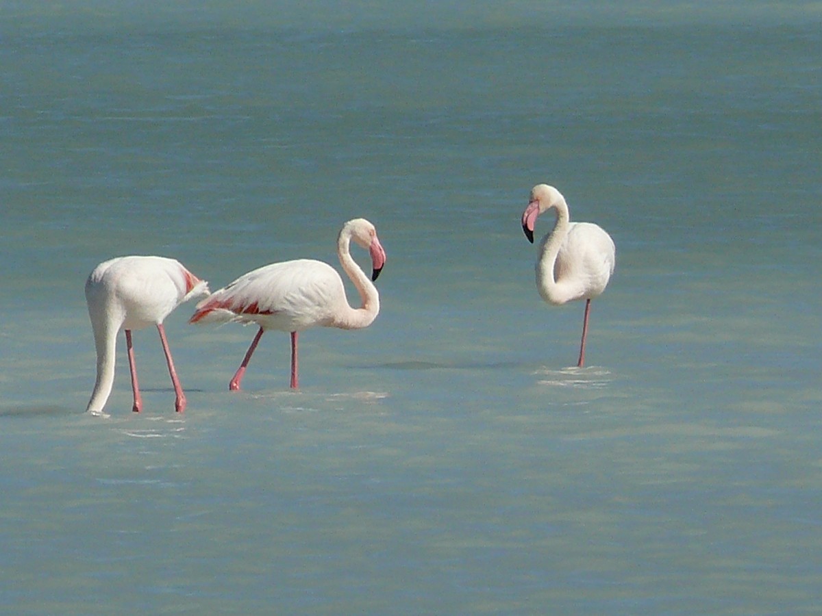 Flamant rose - ML239130891