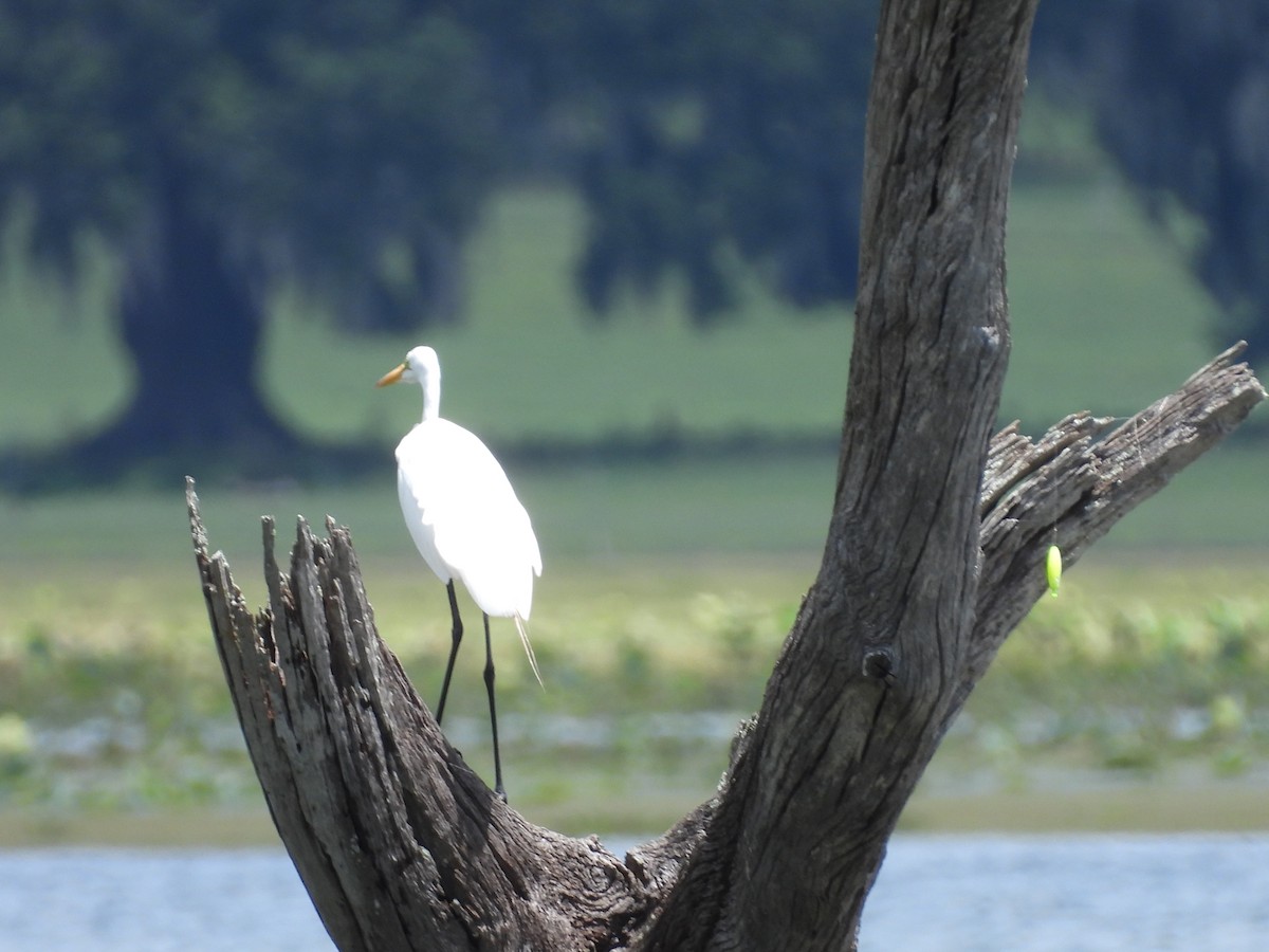 Great Egret - ML239131231